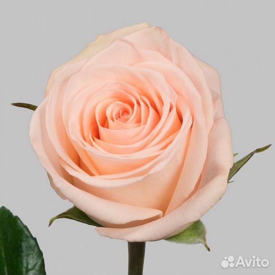 Роза Tiffany 70 см