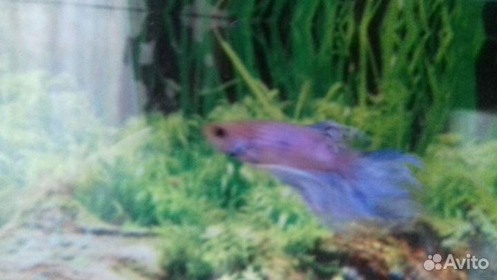 Рыбка петушок с аквариумом 20 л