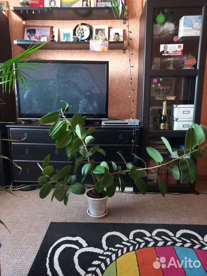 Фикус каучуконосный большой