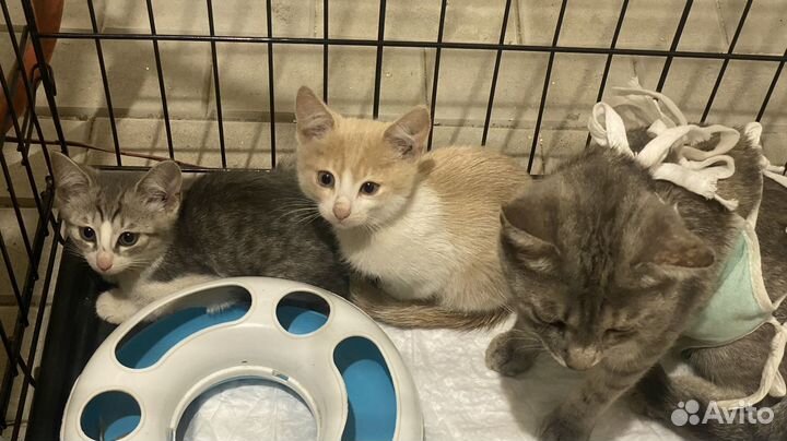 Котенок