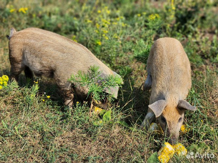 Продам поросят и кабанов венгерской мангалицы