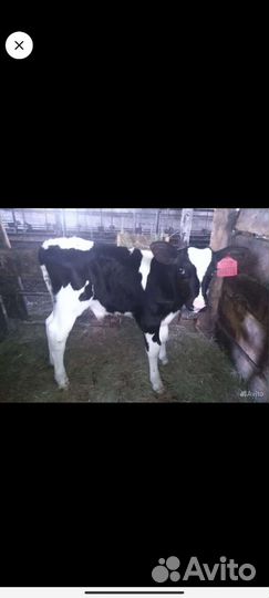 Телята, хряк производитель