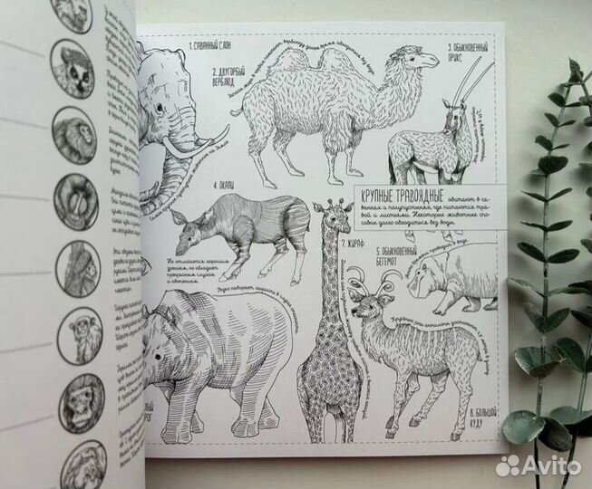 Энциклопедия раскраска антистресс новая