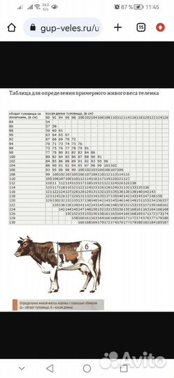 Теленок бычок 3 месяца