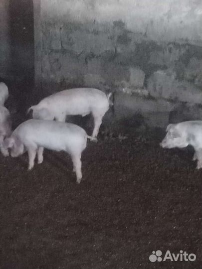 Поросята 1,5м