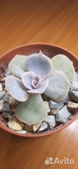 Эчеверия суккулент
