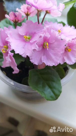 Комнатные цветы