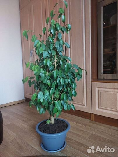 Комнатные цветы