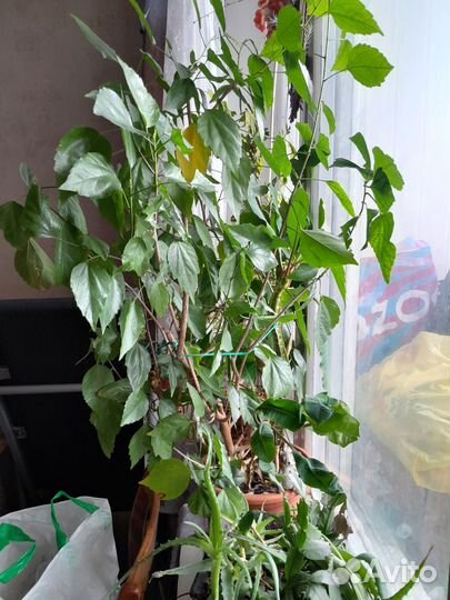 Гибискус китайская роза