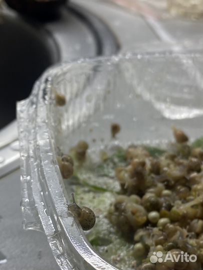 Улитки ахатины