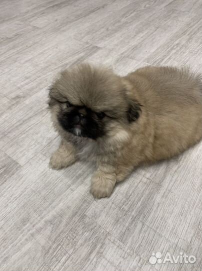 Собаки щенки Пекинес