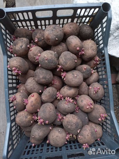 Семенной картофель