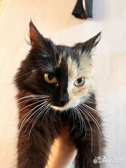 Кошечка подросток