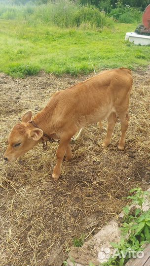 Продам бычка