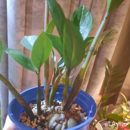 Замиокулькас. Долларовое дерево