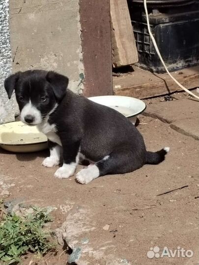 Щеночки от маленькой собаки