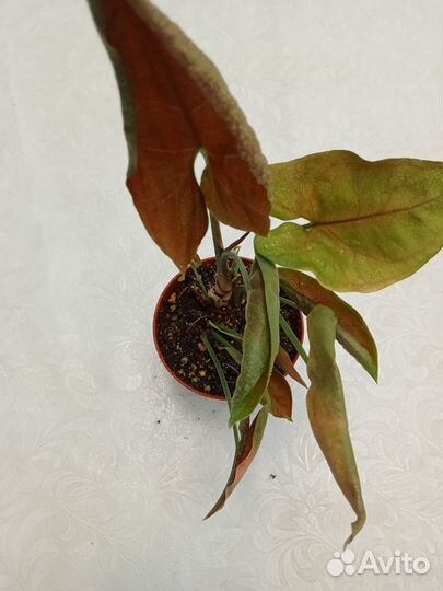 Комнатные растения