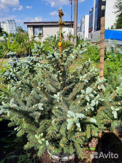 Можжевельник туя пихта сосна ель штамб