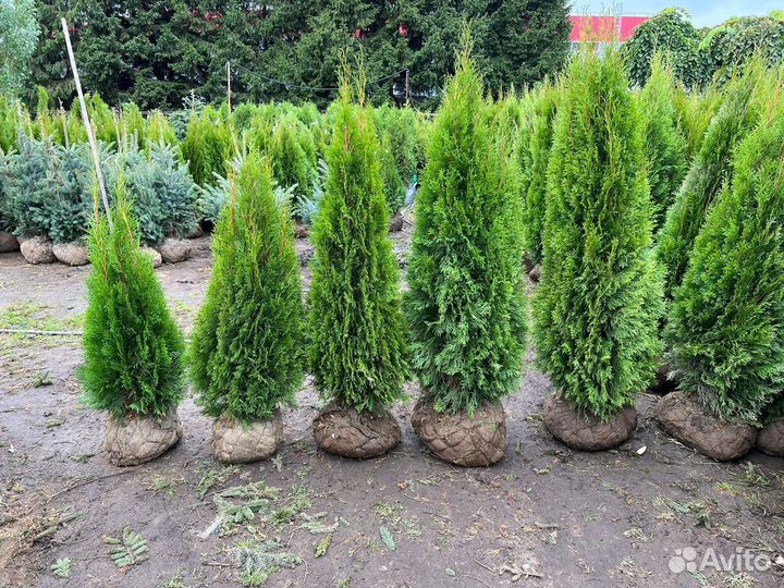 Туя смарагд из питомника100-120см