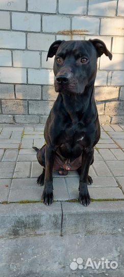 Питбультерьер для вязки