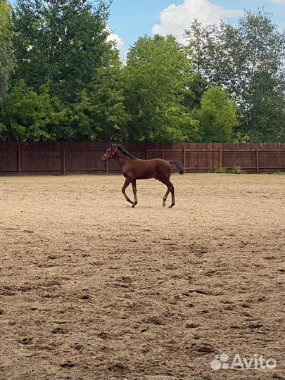 Детская лошадка