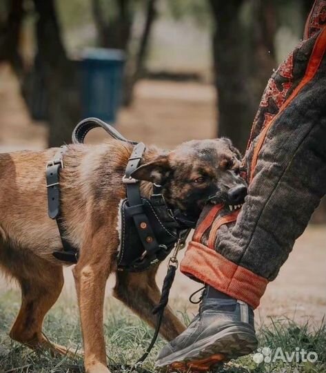 Кинолог с выездом
