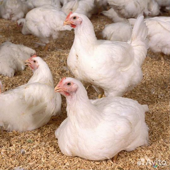 Бройлеры на забой