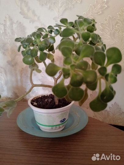 Денежное дерево, Диффенбахия, Дерево Любви