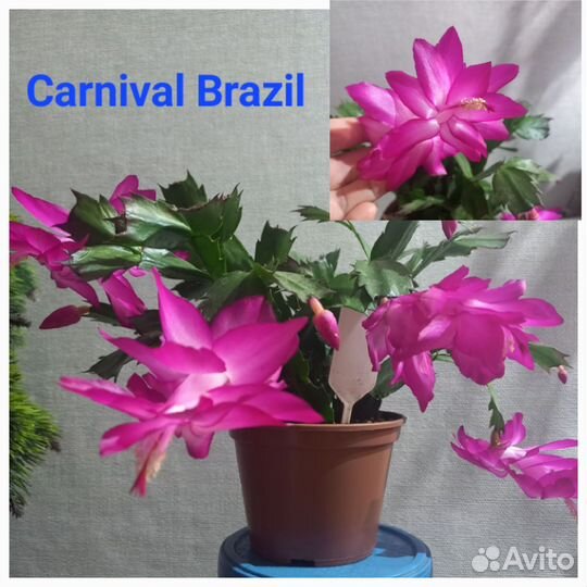 Декабрист(шлюмбергера)