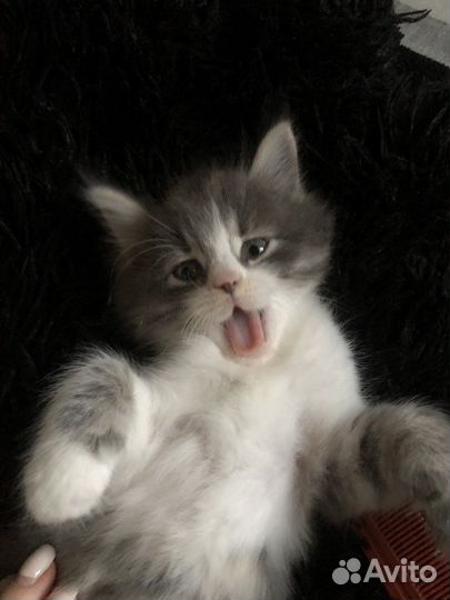 Котенок мальчик