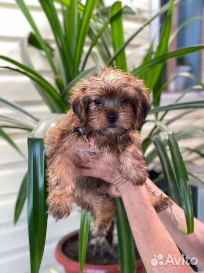 Йоркширский терьер щенки стандарт