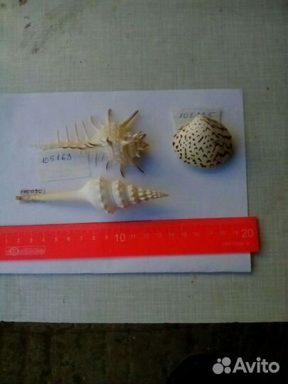 Морские раковины