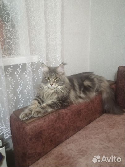 Кошки мейн-кун