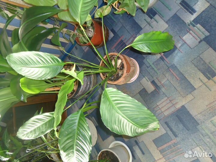 Комнатные растения цветы