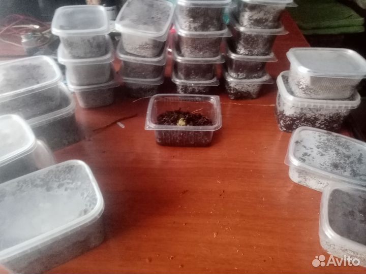 Корма для рыб