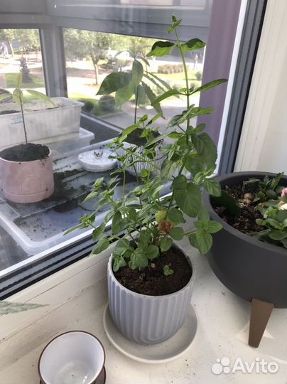 Ростоко мяты с 