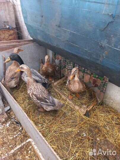 Инкубационное яйцо мускусной утки