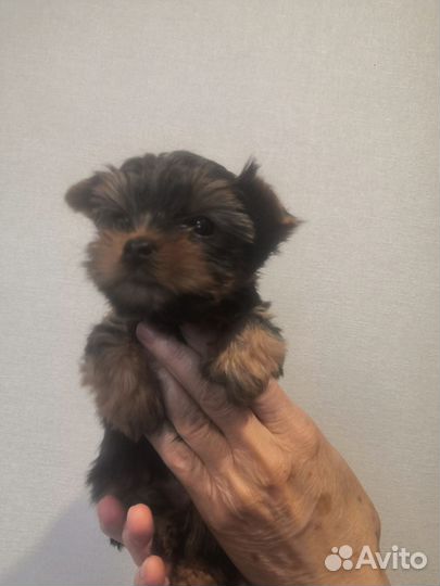 Йоркширский терьер щенки