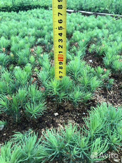 Саженцы ель голубая
