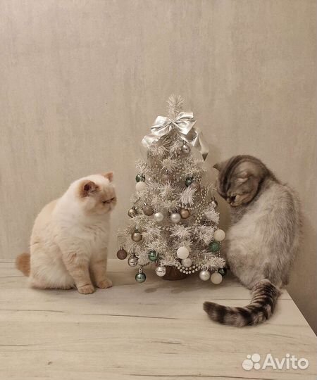 Кот и кошка в добрые руки