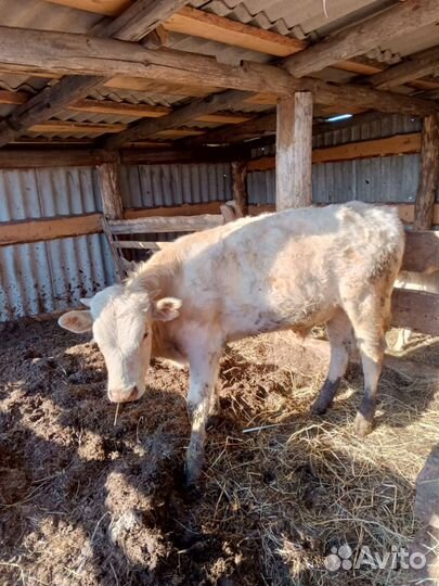 Бычек, козел, овцы с ягнятами