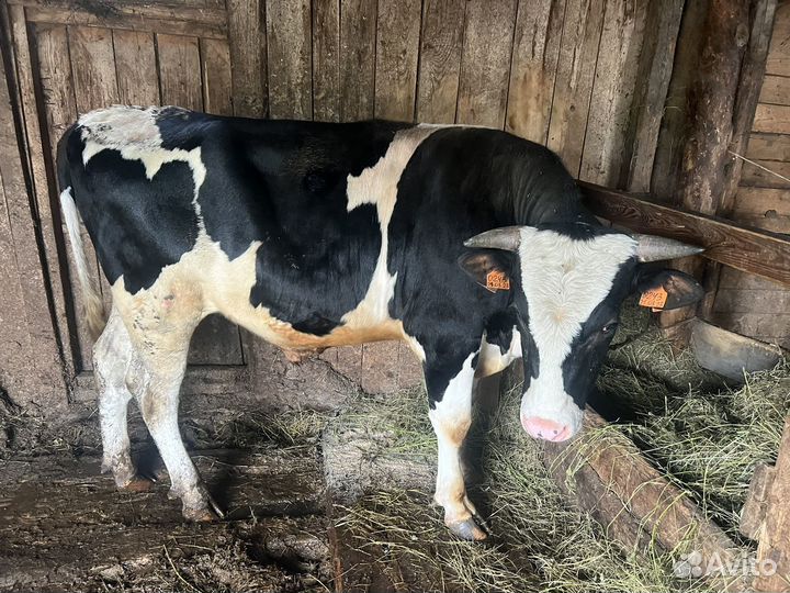 Продам бычка 16 месяцев