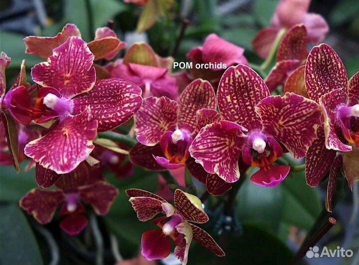 Орхидея Phal. HSin Chlaire (peloric