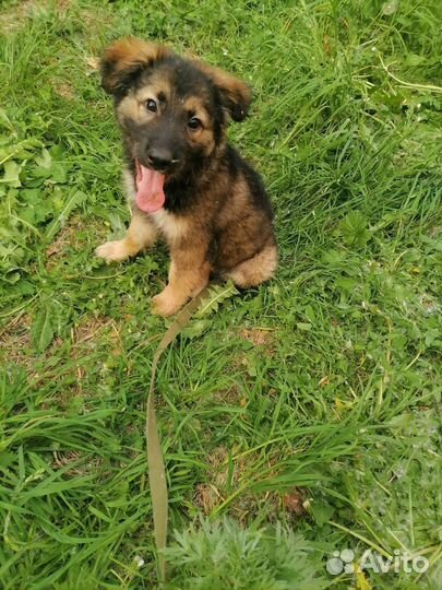 Девочка - Чебурашка 3,5 месяца