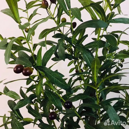 Пампасная трава декор растение