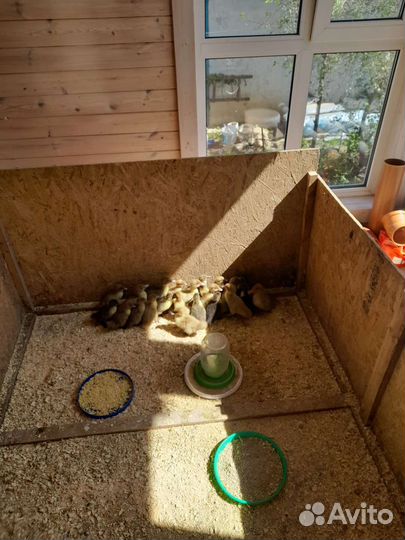 Молодняк птицы