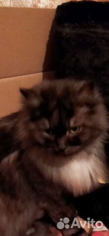 Самая красивая сибирская кошка бесплатно объявление продам