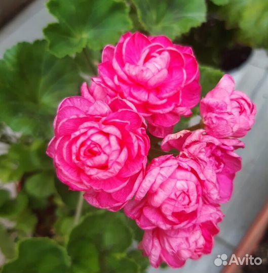 Герань пеларгония