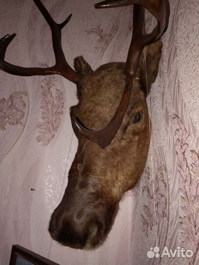 Чучело головы оленя