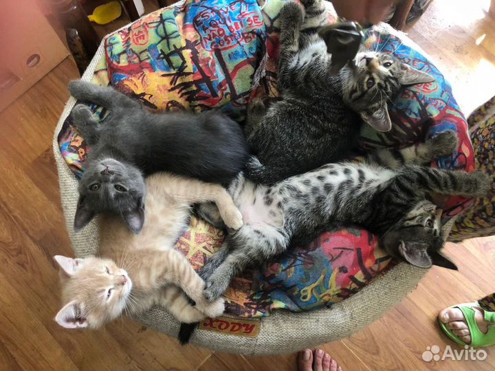 Котята в добрые руки